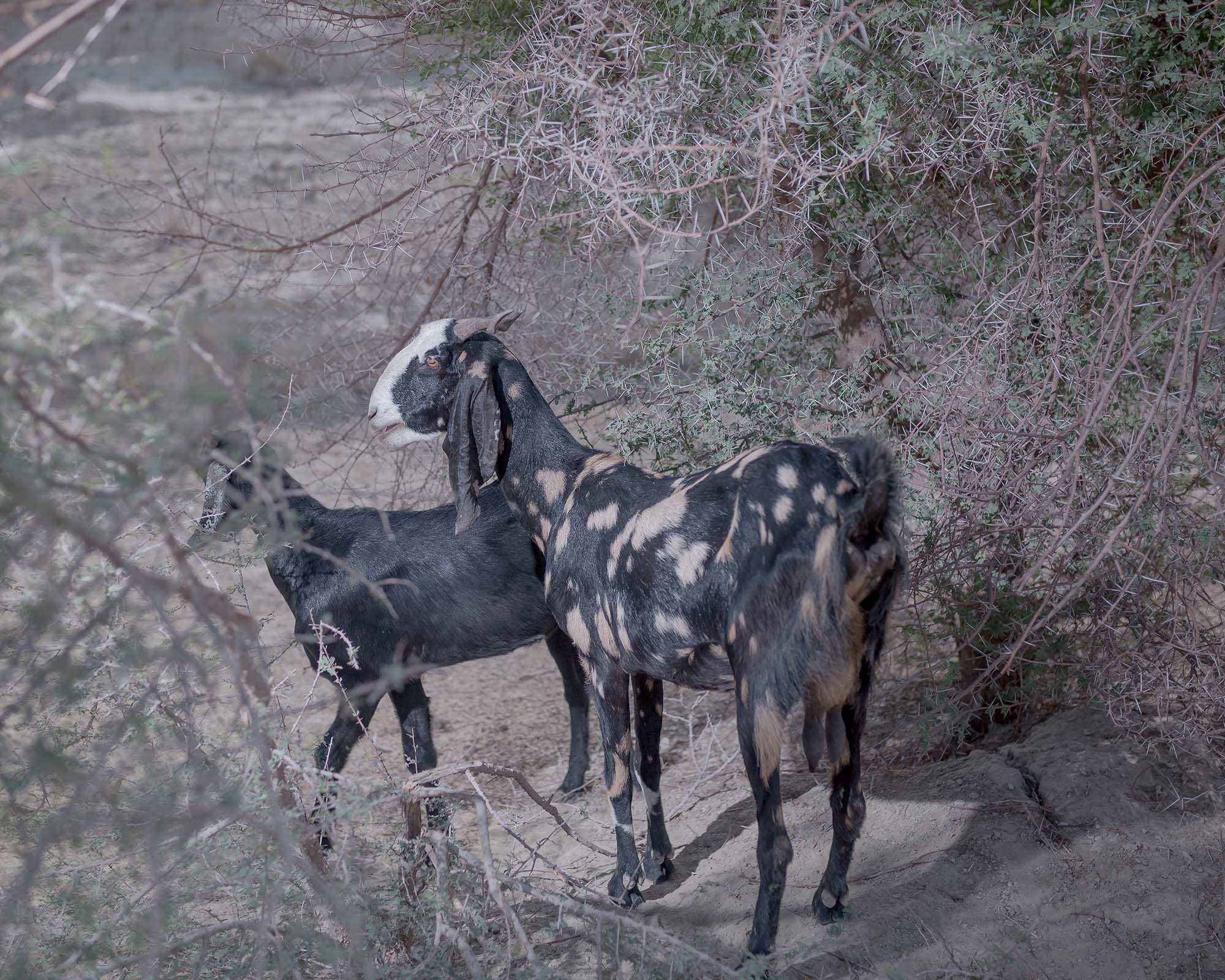 Jangarak , Iran, Sistan and Baluchestan, Majid Farahani, Majid Farahani Photography, Narrative photography, artistic collaboration, Visual narrative photography, Contemporary Iranian photography, Iranian photographer, Emotional Connection in Photography, Contemporary Iranian Photography, Visual Exploration of Personal Narratives, Storytelling through Portraits, Portrait Photography by Majid Farahani, Visual Storytelling in Photography, Narrative Photography Expert, Multidisciplinary Photography Artist, Storytelling through Portraits, Documentary Style Portraits, Visual Artist Focused on Human Stories, Lens-Based Art by Majid Farahani, Fusion of Fine Art and Documentary Photography, Visual Artist Exploring Human Narratives, Artistic Storytelling in Portraits, Personal and Shared Narratives, Documentary and Portrait Photography, village life in Iran, Iranian village lifestyle photography, storytelling photography, portrait photography, Portrait photography in Sistan and Baluchistan, Photography and human stories, Sistan and Baluchistan village life, social documentary photography, animal husbandry, children in animal farming, animal husbandry desert, desert farming challenges,
